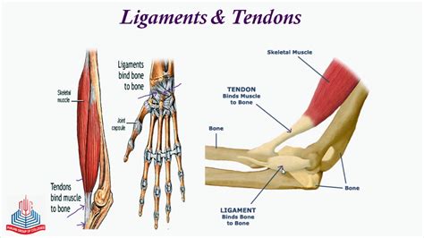 muscle tendon diagram 
